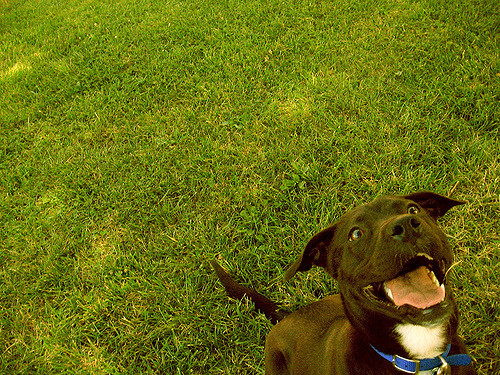 Excited dog